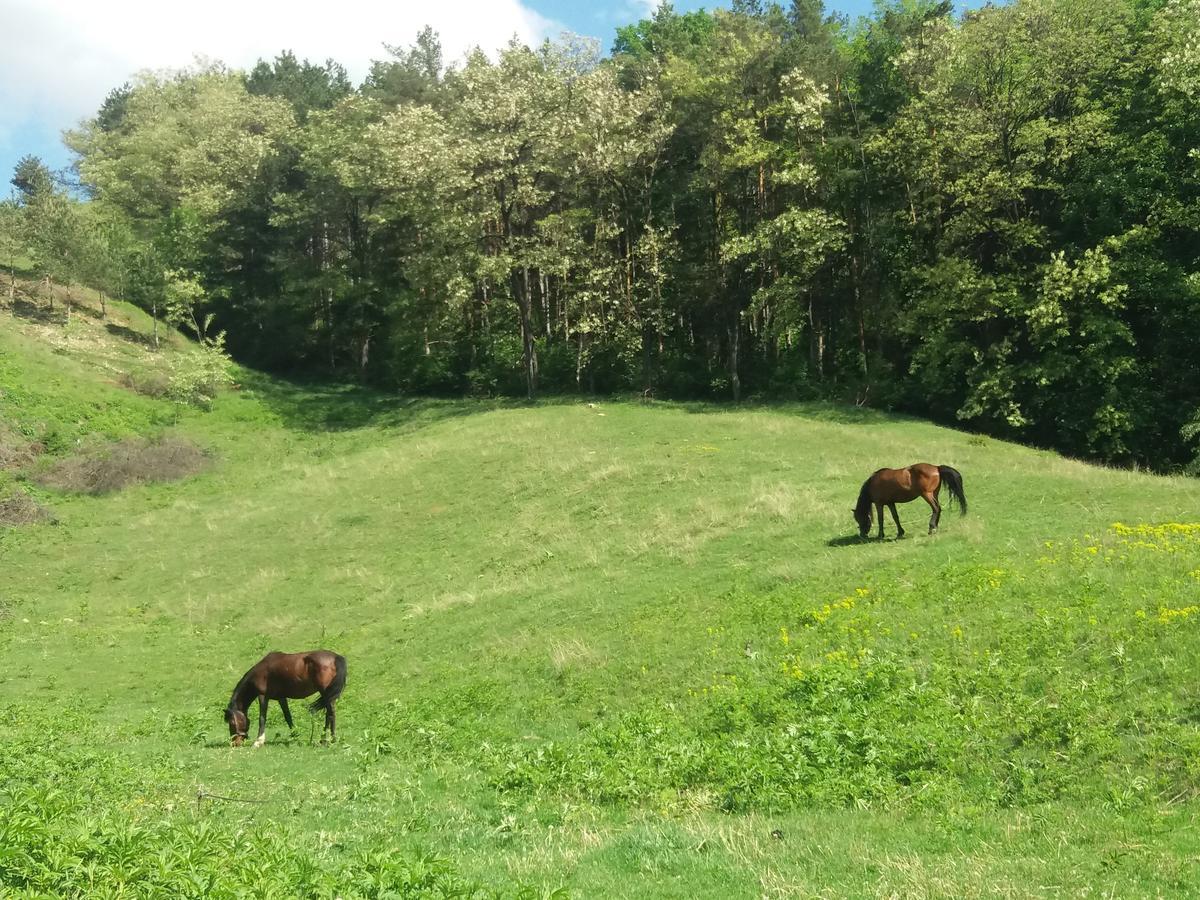 Casa Irina Villa Piatra Neamţ Exteriör bild